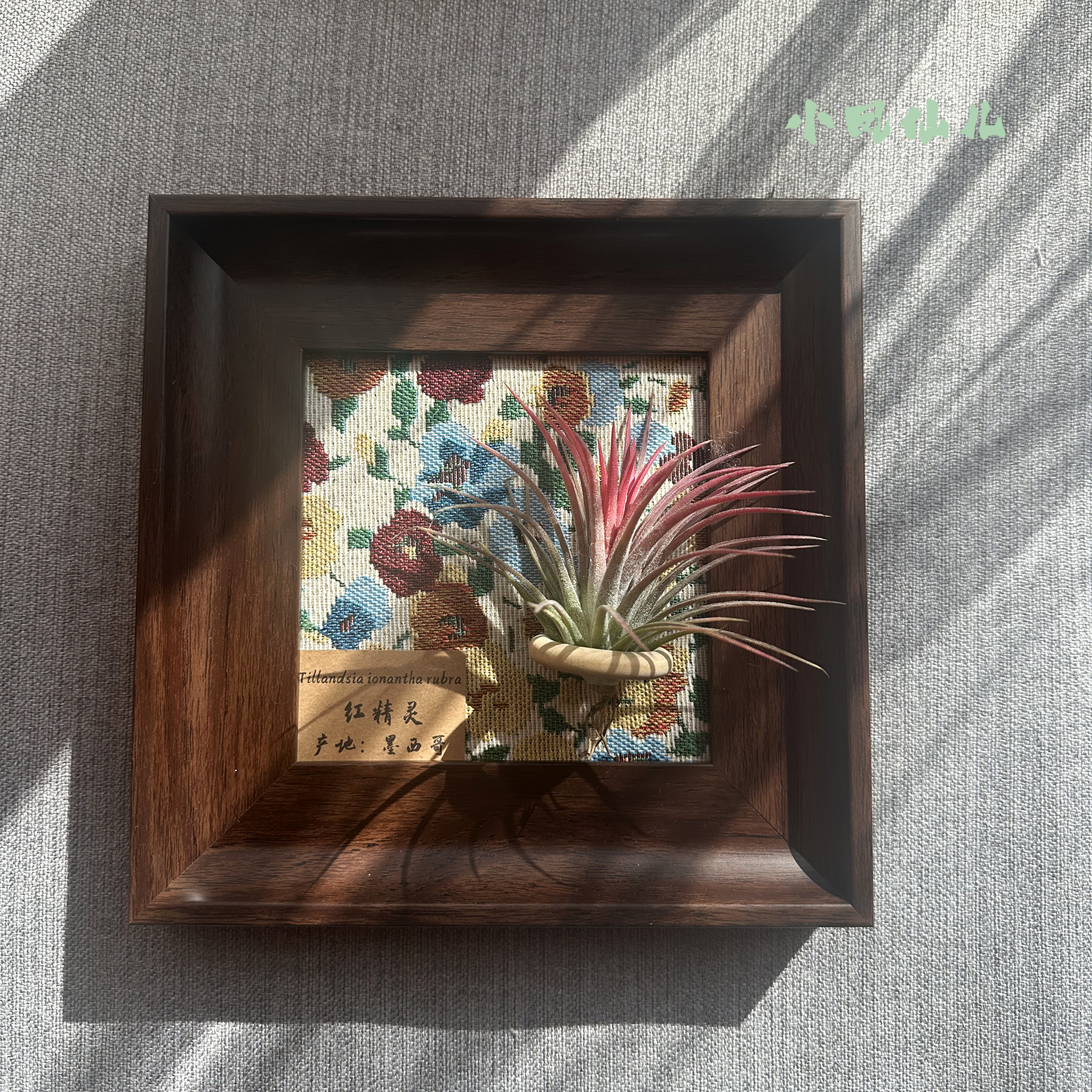 小凤仙儿空气凤梨套餐懒人现代画框桌面墙上深棕色相框5寸新背景