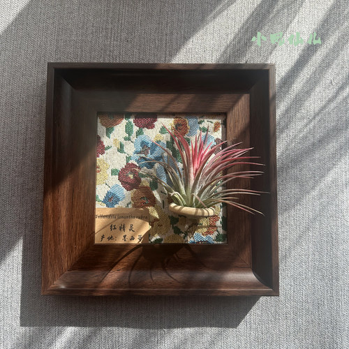 小凤仙儿空气凤梨套餐懒人现代画框桌面墙上深棕色相框5寸新背景