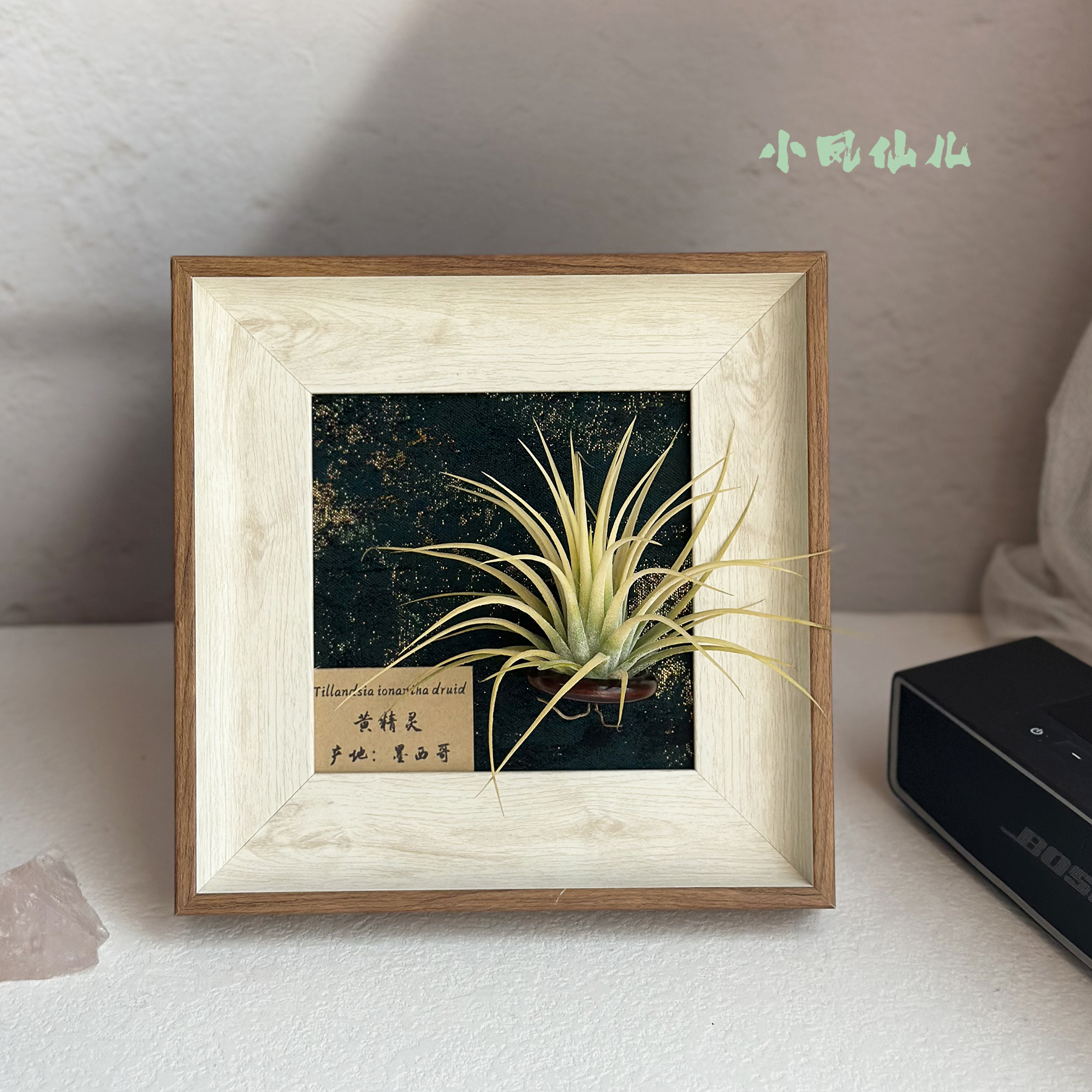 ins空气凤梨套餐现代装饰画框