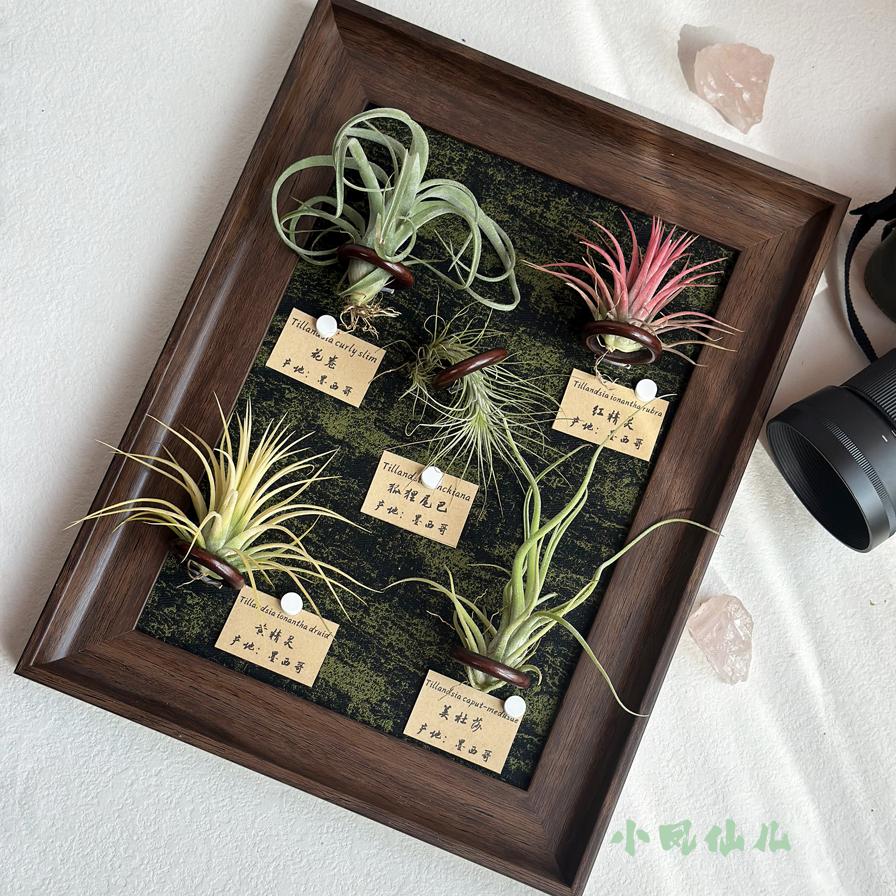 小凤仙儿空气凤梨绿植画框复古挂墙磁吸相框生日送礼摆件装饰画A4