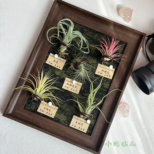 小凤仙儿空气凤梨绿植磁吸相框