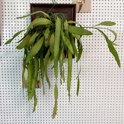 小凤仙儿8寸相框苔藓壁挂绿植