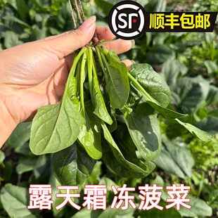苏北东台露天霜冻红根菠菜大叶新鲜现摘农家自种绿叶蔬菜顺丰包邮