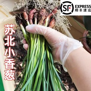 苏北东台新鲜小香葱头现挖现发农家自种小香葱