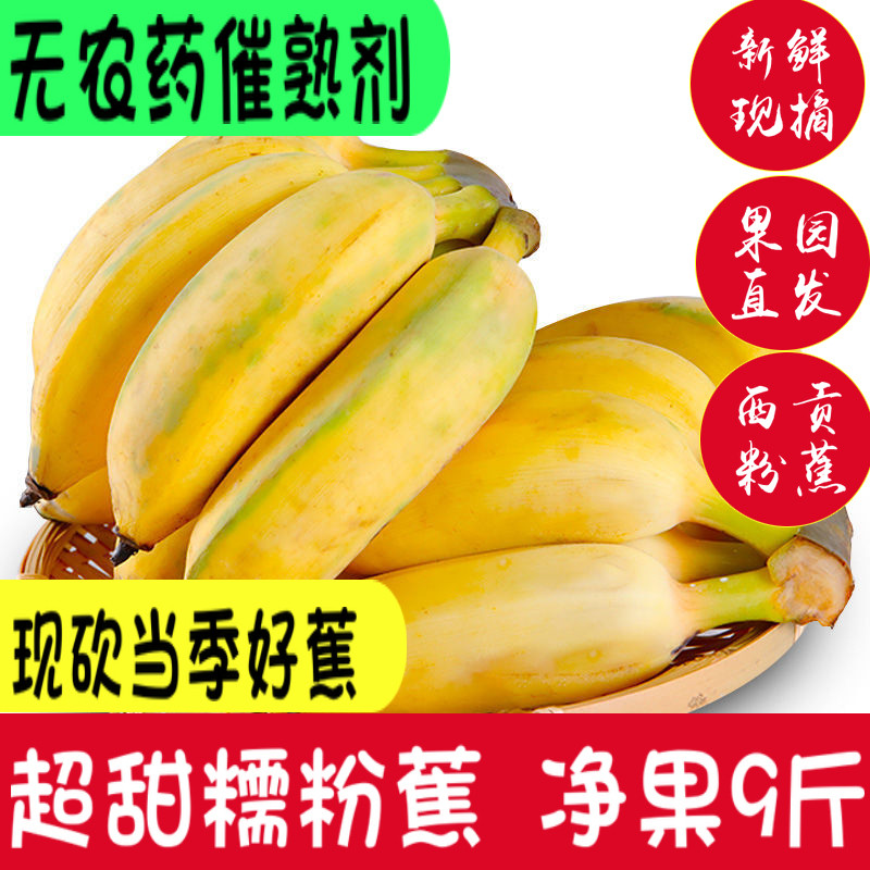 Saigon Fenjiao Guangxi Bananas 10 fresh fruit Plantain Apple Banana M banana natural Cooked mealin the Aquatic meat/Fresh fruits and vegetables/Cooked , Fresh fruit , Bananas  category - from Buy2taobao.com to provide professional Taobao agent buy service