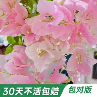 广红樱三角梅带花盆栽绿樱爬藤重瓣老桩四季开庭院植物勤花绿值