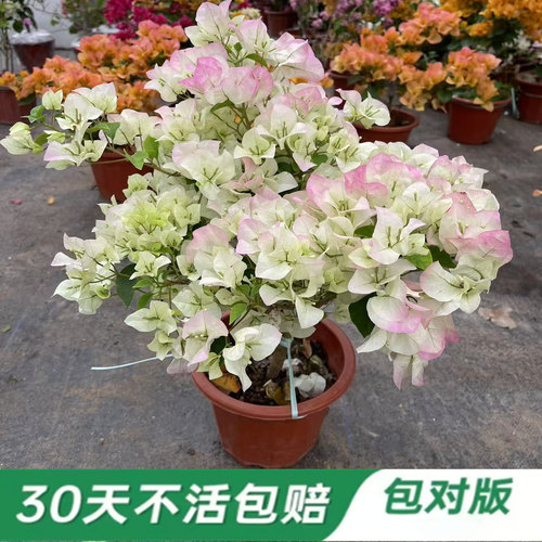 三角梅带花盆栽绿樱爬藤重瓣老桩四季开花大苗漳红樱庭院植物勤花