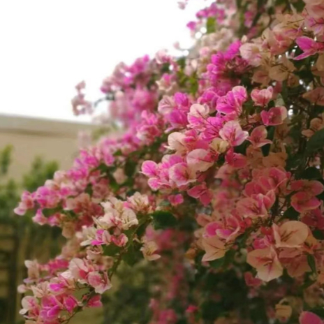 绿樱三角梅带花盆栽爬藤重瓣老桩四季开花大苗漳红樱庭院植物绿植