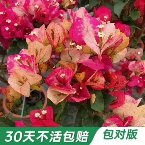 三角梅带花苞发盆栽绿樱爬藤重瓣老桩四季开花庭院植物勤花漳红樱