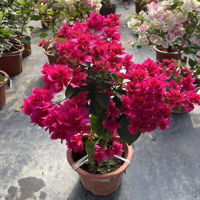 三角梅带花盆栽绿樱爬藤重瓣老桩四季开花大苗漳红樱庭院植物花卉