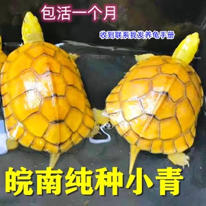 小青龟黄喉拟水龟北种石金钱宠物招财龟