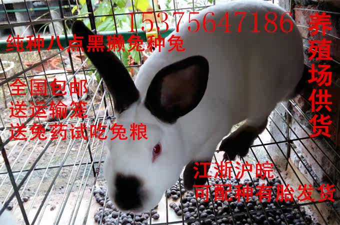 活体纯种獭兔八点黑獭兔优质种兔宠物兔包活包养殖技术 包邮