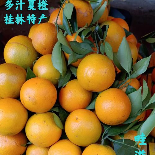 桂林夏橙5斤大果多汁当季鲜果