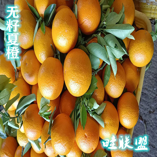 桂林夏橙9斤5斤多汁弱酸榨汁橙