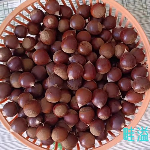 广西锥栗粉糯口感3斤5斤当年新果