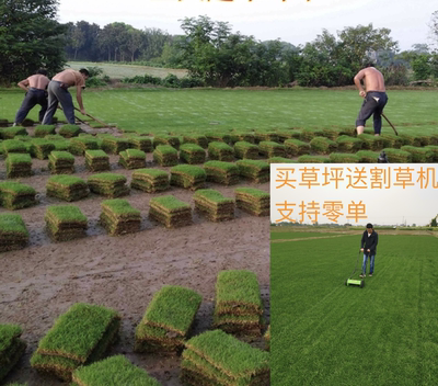 花木基地常绿带土马尼拉别墅草皮