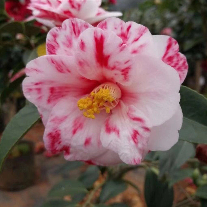 海盗之金山茶花盆栽树苗稀有名贵阳台庭院植物室外四季开花绿植