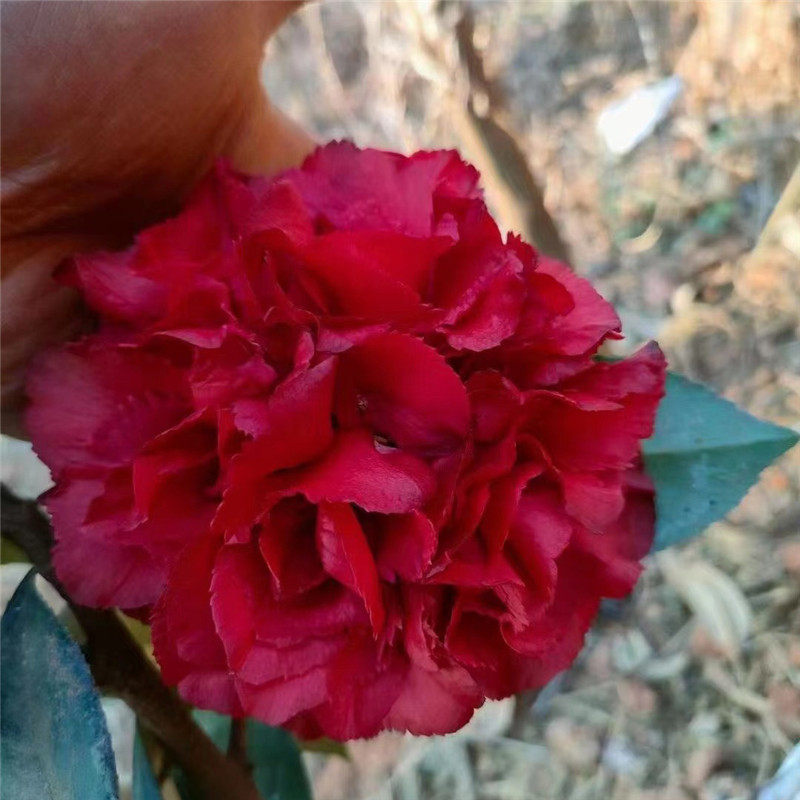 毛缘大黑红茶花稀有名贵品种大户型阳台盆栽吸甲醛楼顶植物带花苞