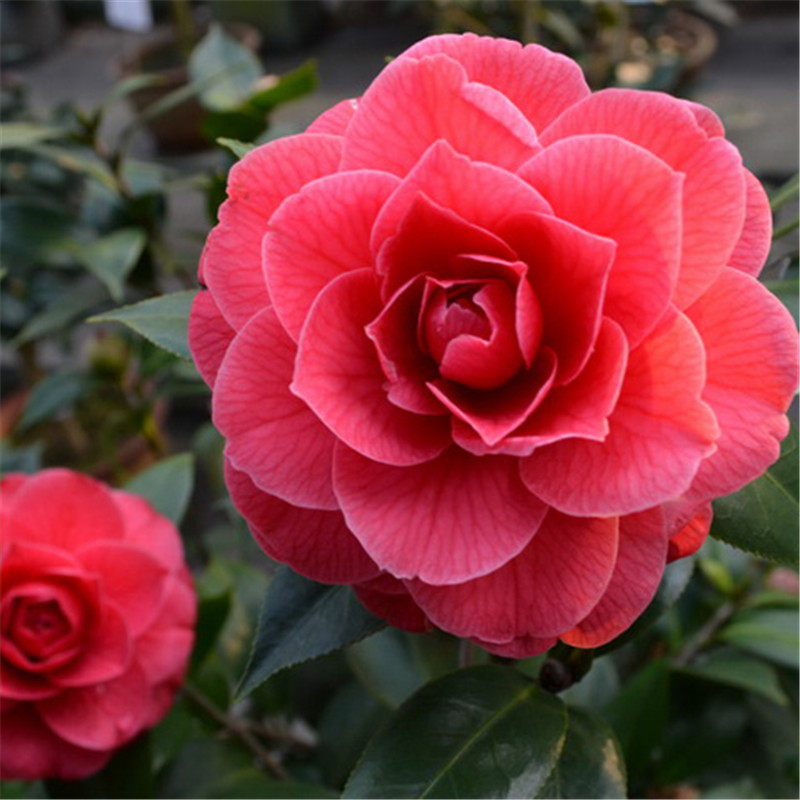 佛那礼山茶花盆栽树苗稀有名贵带花苞阳台庭院植物室外带花苞绿植