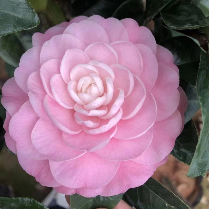盆栽绿植室外树苗秀峰茶花带花苞