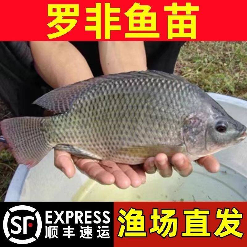 脆肉罗非鱼苗单性耐养成活率高