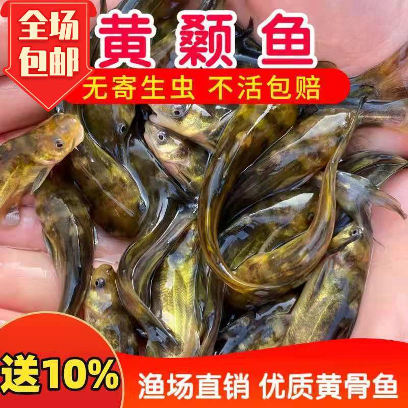 黄颡黄骨鱼黄辣丁黄苗