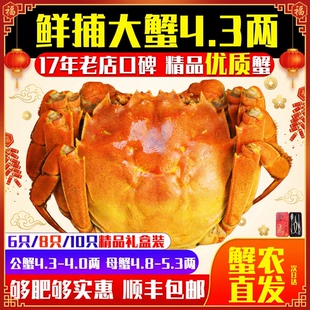江苏大闸蟹鲜活螃蟹湖蟹8只河蟹海鲜4.4两公蟹母 余记17年店