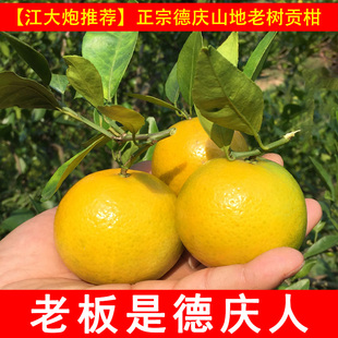 正宗德庆皇帝柑德庆贡柑皇帝贡柑新鲜皇帝橙桔子黄帝柑10斤装包邮