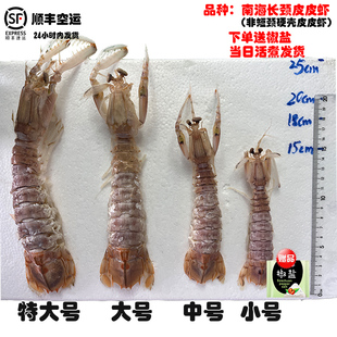活煮濑尿虾爬爬虾水产 涠洲岛超大皮皮虾6 15头三盒1350g濑尿虾