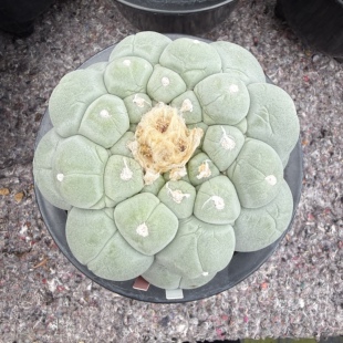 大疣鱼自根