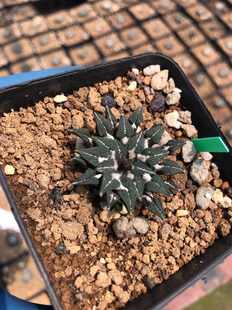 实生姬牡丹3.9cm