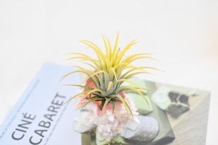 促销空气凤梨 T.ionantha ‘Druid’ 黄精灵/德鲁伊 吸收甲醛