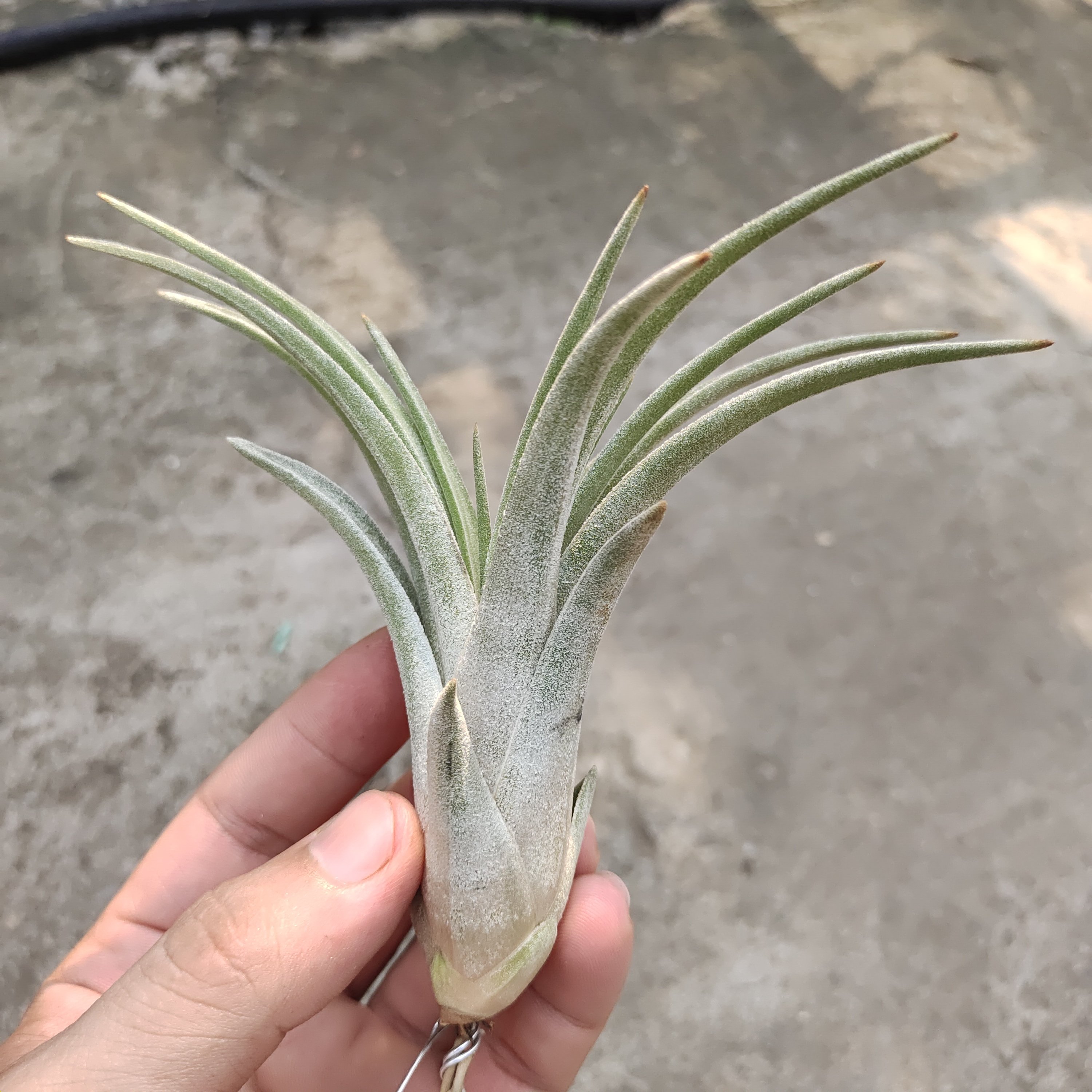 香槟子弹Chi.x mit.空气凤梨植物无土栽培常年银白色第五图为母株