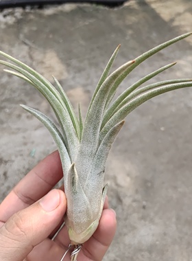 香槟子弹Chi.x mit.空气凤梨植物无土栽培常年银白色第五图为母株