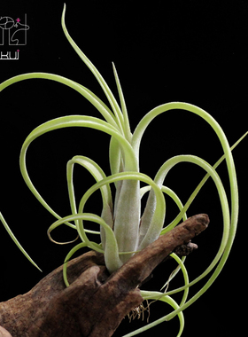 空气凤梨 无土植物 T.intermedia花中花 正版 懒人植物满包邮