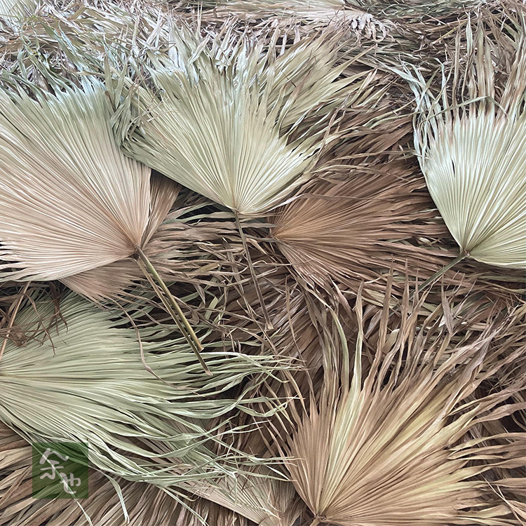 软装大树叶葵扇叶场景墙面背景布置装饰大葵叶子蒲扇芭蕉叶植物墙