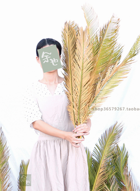 棕榈树苏铁婚礼花材散尾葵叶