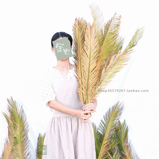 散尾葵叶铁树叶子蒲葵棕榈树蒲葵叶苏铁叶北欧风干花婚礼婚庆花材
