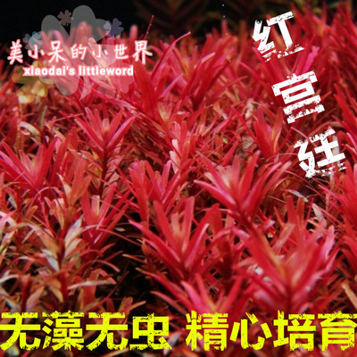丹麦血宫廷草缸中后景
