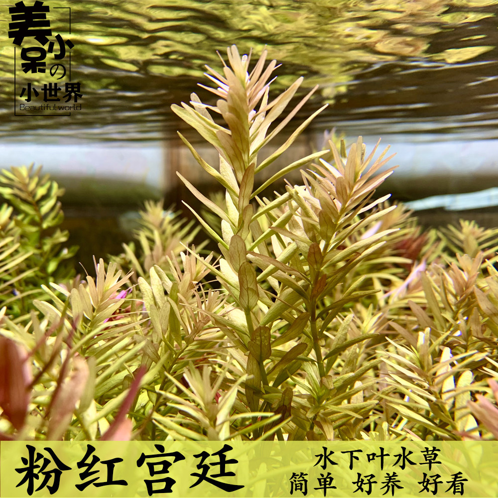 粉红宫廷红草淡水活体水草中景后景荷兰景鱼缸造景自养水下叶