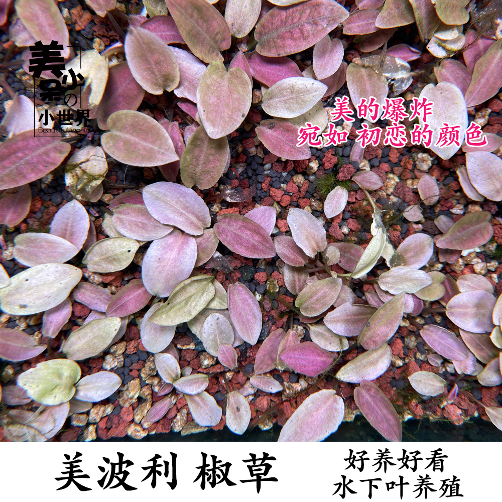 美波莉椒草美波利红色易养前景中景稀有椒草紫芭蕉水草鱼缸造景