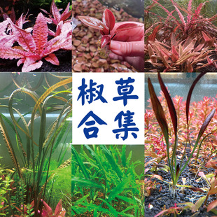 椒草火烈极乐鸟喷泉椒泰国青椒小绿皱边绿温蒂椒草阴性草前中后景