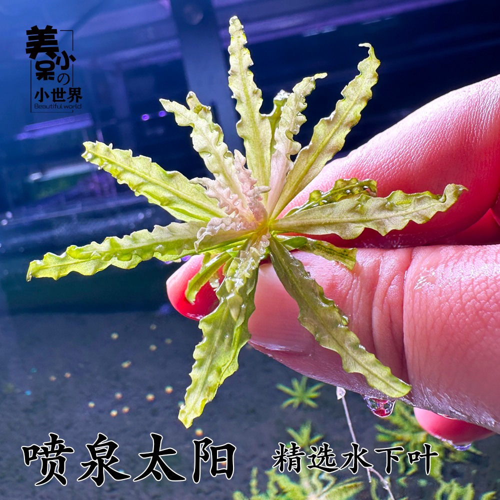 喷泉太阳稀有水草草缸造景荷兰景水下...