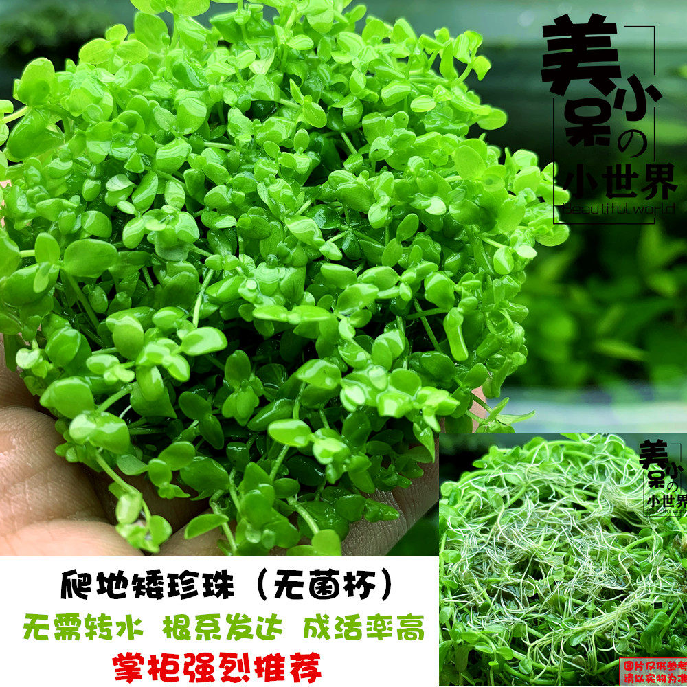 日本矮珍珠价格 日本矮珍珠图片 星期三