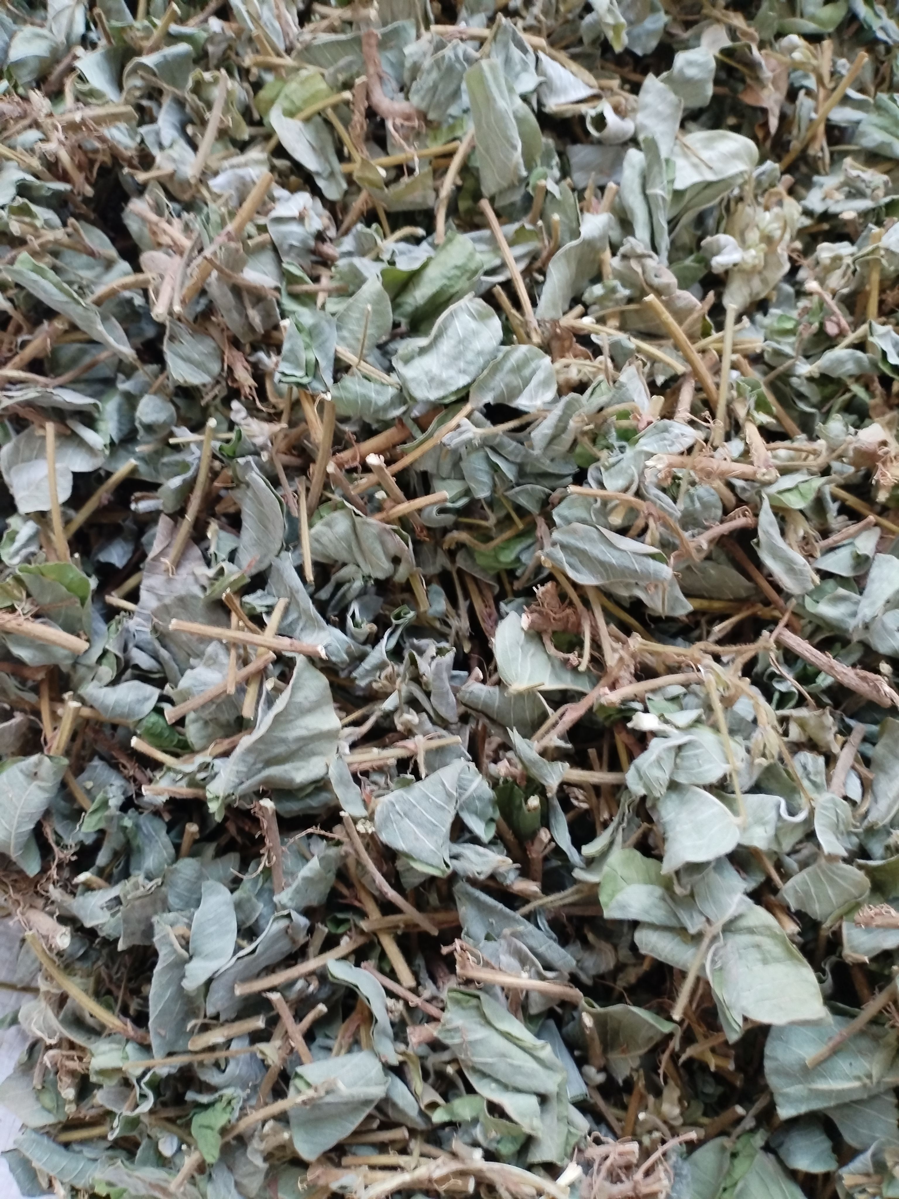 包邮特级中药材新货正品大叶金钱草干净无硫清凉通淋茶