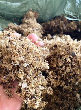 小石花草洋菜石花膏50g四果汤