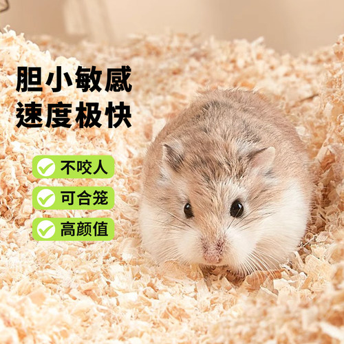 向小希仓鼠金丝熊宠物乖巧亲人