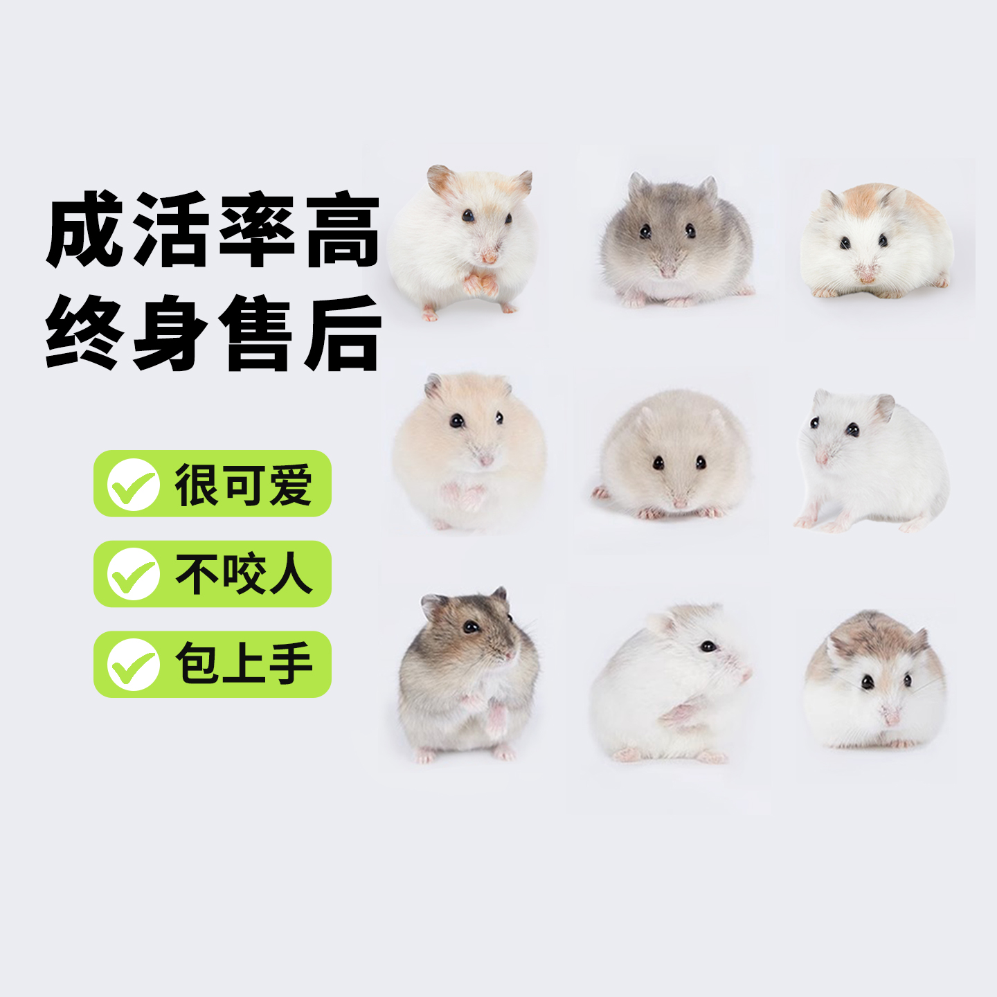 向小希活体仓鼠金丝熊
