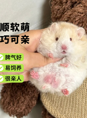 向小希小仓鼠活物卷毛波利金丝熊面纹蜜鸽灰波黑波利不咬人长毛熊