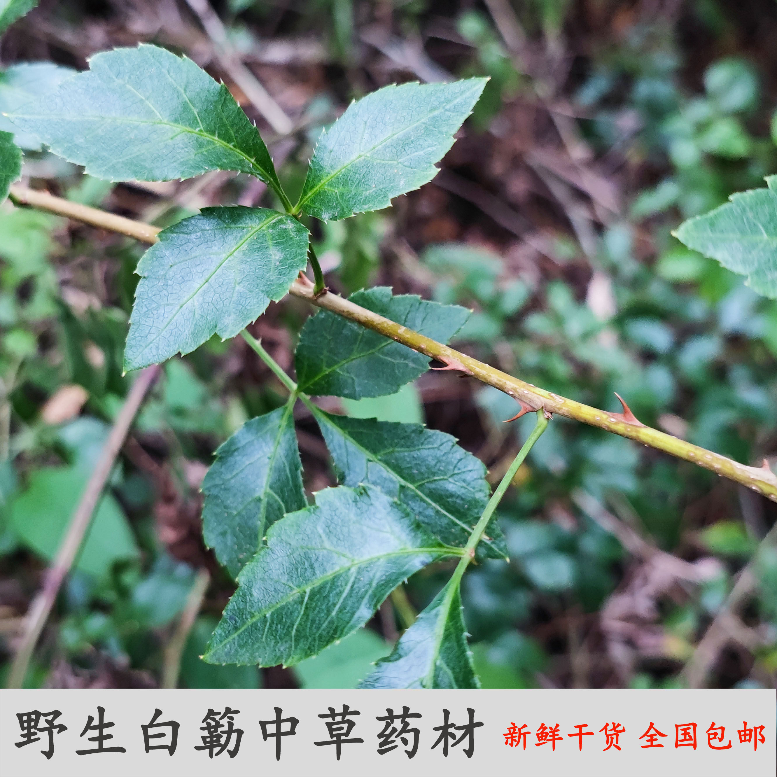 玉林农产品袋装包邮白簕中草药
